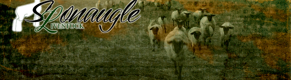 Sponaugle Livestock - McDowell, VA